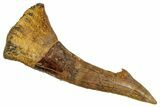 Fossil Sawfish (Onchopristis) Rostral Barb - Composite #273342-1